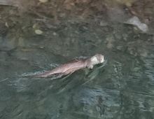 군포 반월호수에 천연기념물 '수달' 출현...생태계 복원 신호!