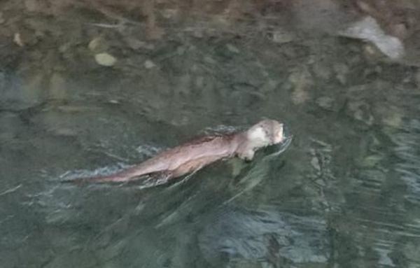 군포 반월호수에 천연기념물 '수달' 출현...생태계 복원 신호!