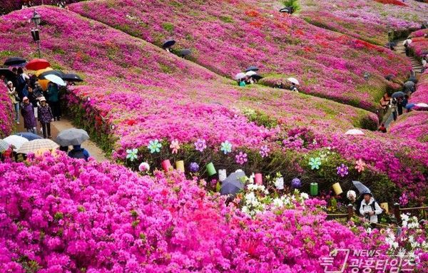 시민과 지역예술인들이 함께 만드는 ‘2026 군포철쭉축제’…시민 참여 전시·공연·이벤트 등 즐길거리 ‘풍성’