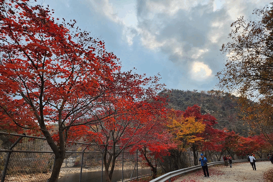 관악수목원 단풍