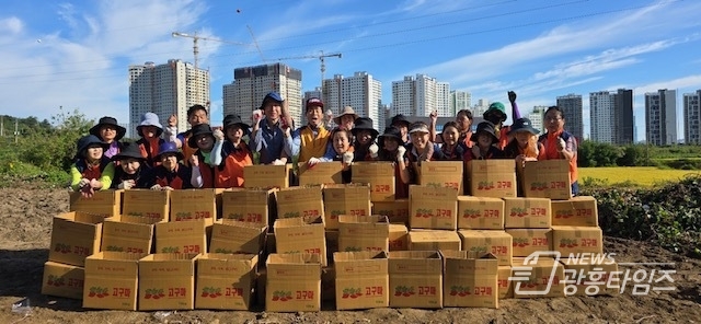오산시 초평동 통장단협의회 이웃사랑 고구마 수확 봉사
