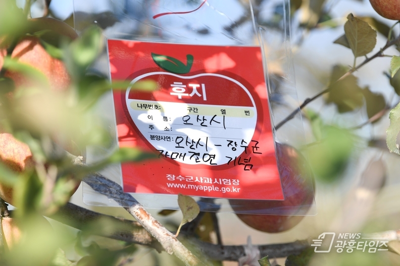 장수군 자매결연 체결 기념 오산시민 사과따기 체험행사