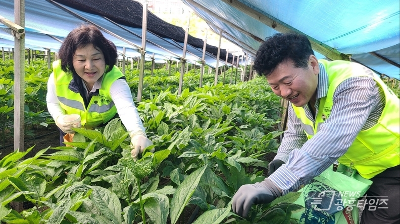 우루루시민안전봉사단, 농촌 일손돕기 봉사활동 펼쳐