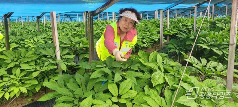 우루루시민안전봉사단, 농촌 일손돕기 봉사활동 펼쳐