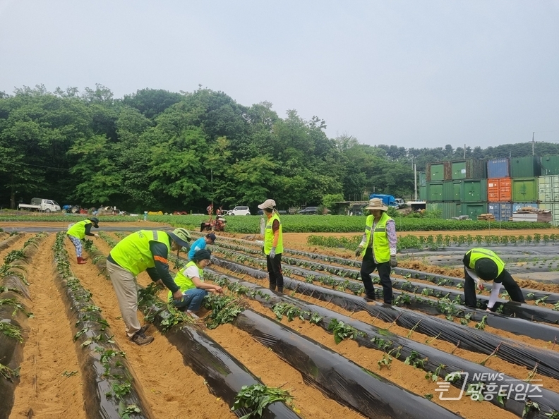 우루루시민안전봉사단, 무더위와 싸우며 농가일손돕기 나서