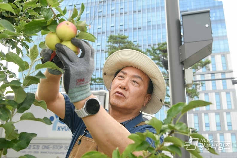 오산시, "감사나무 심기" 첫 수확 사과 나눔