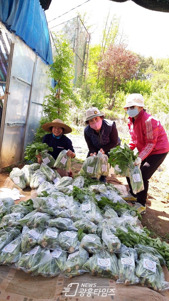 광명시 노인위원회는 지난 4일 건강증진분과 위원들이 광명 주말농장과 인근 텃밭에서 수확한 열무 68봉지를 광명 마을 냉장고에 기증했다(제공=광명시) 광명시 노인위원회는 지난 4일 건강증진분과 위원들이 광명 주말농장과 인근 텃밭에서 수확한 열무 68봉지를 광명 마을 냉장고에 기증했다(제공=광명시)