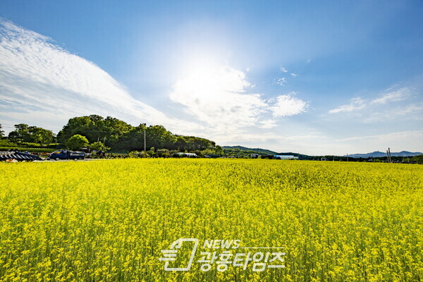 의왕시 초평동 일원 유채 만개(제공=의왕시) 의왕시 초평동 일원 유채 만개(제공=의왕시)