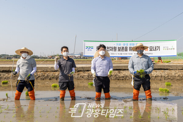 토종 벼 모내기 시연 행사(제공=경기도)