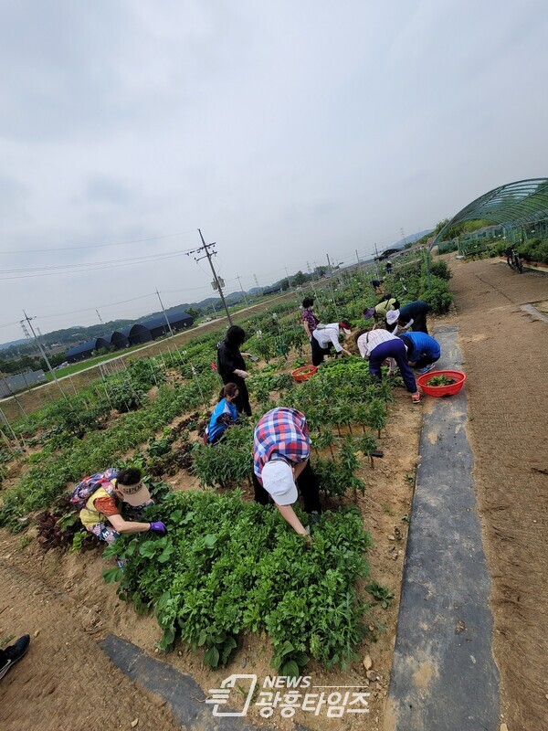 광명시 철산2동 지역사회보장협의체는 22일 옥길동 시민주말농장에서 관내 어르신 텃밭 나들이와 건강밥상 나눔 사업을 진행했다(제공=철산2동 행정복지센터) 광명시 철산2동 지역사회보장협의체는 22일 옥길동 시민주말농장에서 관내 어르신 텃밭 나들이와 건강밥상 나눔 사업을 진행했다(제공=철산2동 행정복지센터)