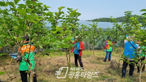 광명시 하안1동 자율방재단은 22일 양평 오디 농가를 방문해 부족한 일손을 도왔다(사진제공=하안1동 행정복지센터) 광명시 하안1동 자율방재단은 22일 양평 오디 농가를 방문해 부족한 일손을 도왔다(사진제공=하안1동 행정복지센터)