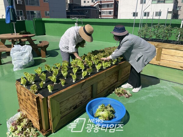 군포시 군포1동 주민자치회 회원들이 옥상텃밭에서 상추를 재배하고 있다(사진제공=군포1동 행정복지센터) 군포시 군포1동 주민자치회 회원들이 옥상텃밭에서 상추를 재배하고 있다(사진제공=군포1동 행정복지센터)