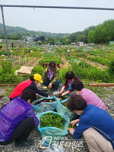 광명시 노인위원회는 18일 광명 주말농장 텃밭에서 수확한 모듬 채소를 독거어르신 30명에게 전달했다(사진제공=광명시)