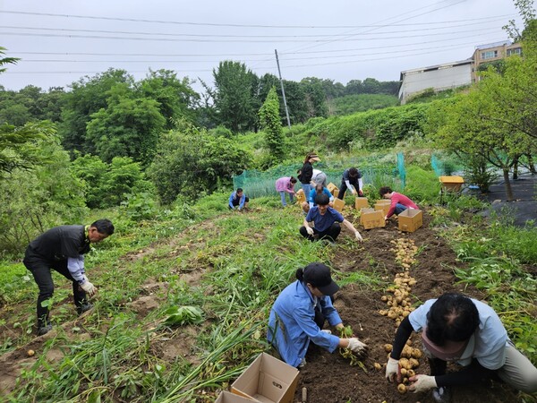 고천동방위협의회 감자나눔(사진제공=고천동 주민센터) 고천동방위협의회 감자나눔(사진제공=고천동 주민센터)