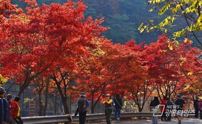 가을 단풍 즐겨요…안양시, 서울대 관악수목원 26일간 시범 개방