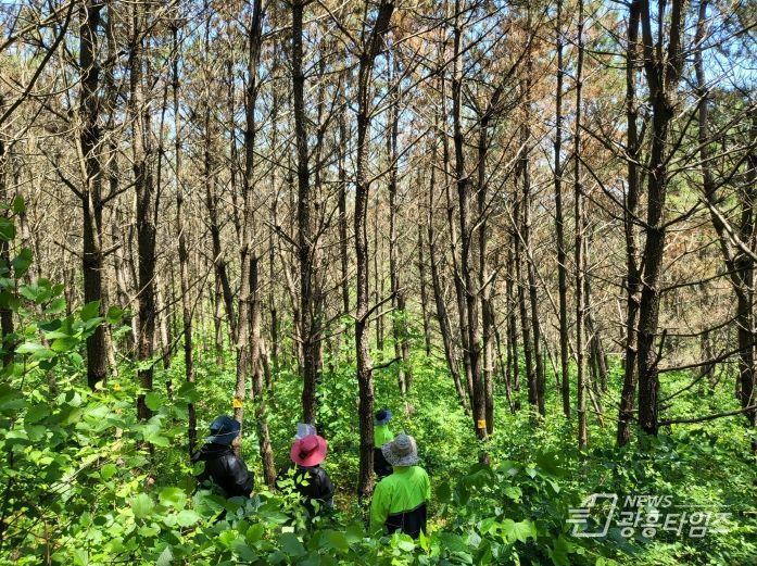 채종원배지 모습