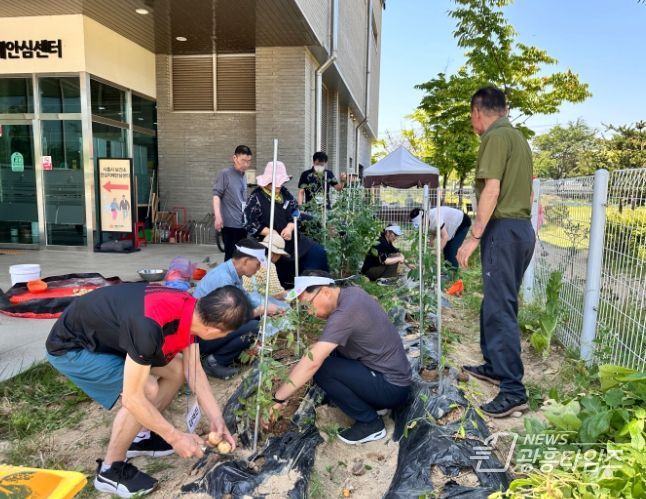 시흥시치매안심센터, 초로기 치매 환자와 감자 캐기, 농업으로 치유해요