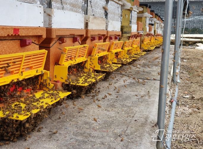 경기도, 꿀벌 집단폐사 대응 위한 양봉농가 특별 교육 실시