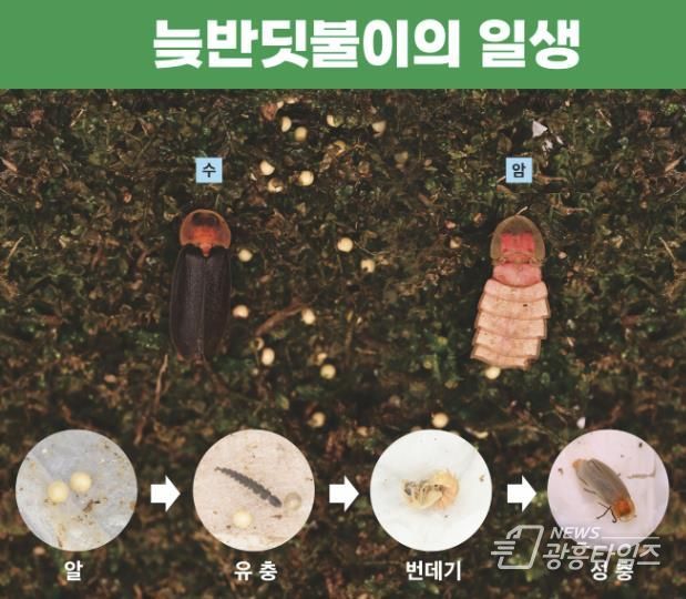 시흥시 곤충전시체험관 '벅스리움' 친환경 상징 '늦반딧불이' 인공증식 성공