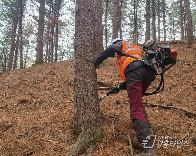 경기도 연인산도립공원, 봄철 재선충병 방제 추진