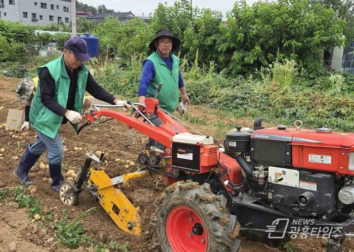 오산시 초평동새마을지도자협의회, 휴경지 활용 감자 수확으로 이웃사랑 실천