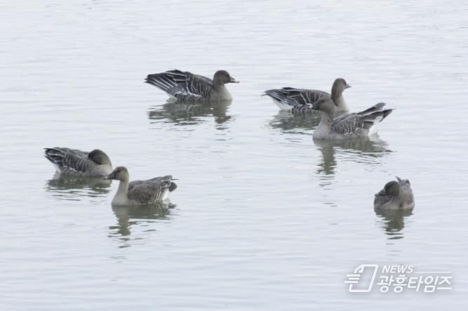 의왕 조류생태과학관, 멸종위기종‘큰기러기’왕송호수에 찾아와