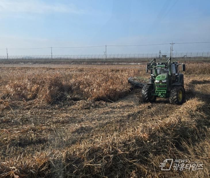 한강하구 자생 갈대 수거