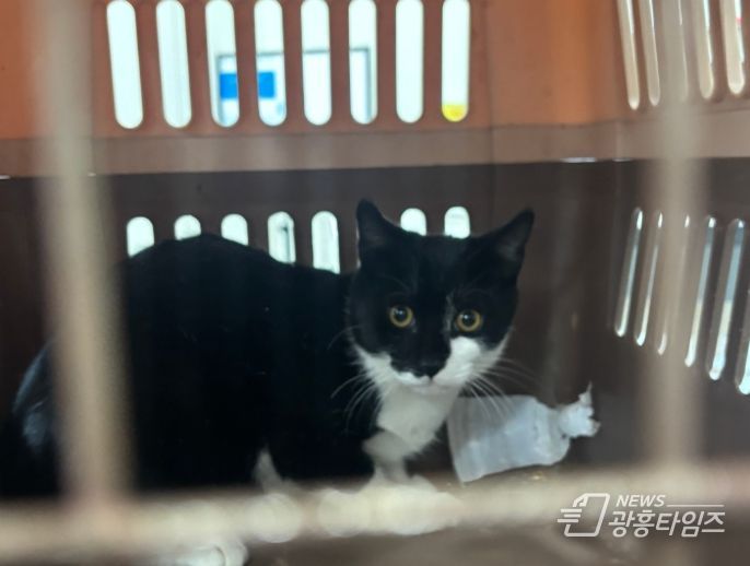 중성화 수술을 위해 포획된 길고양이.