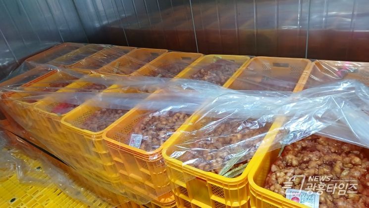 씨생강 소독 후 최아(싹틔우기) 처리