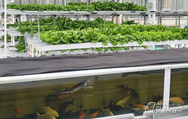 경기도농업기술원, ‘아쿠아포닉스 상추 친환경 관리 매뉴얼’ 발간